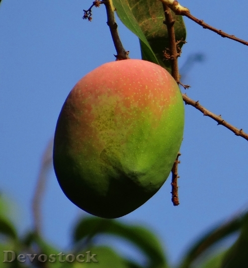 Devostock Mango Mangifera Indica Ripe