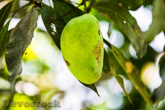Devostock Mango Mango Tree Fruits 0