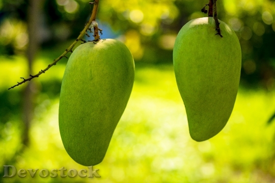 Devostock Mango Mango Tree Fruits 1