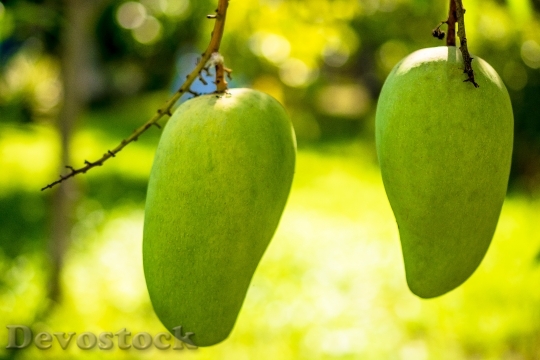 Devostock Mango Mango Tree Fruits 2