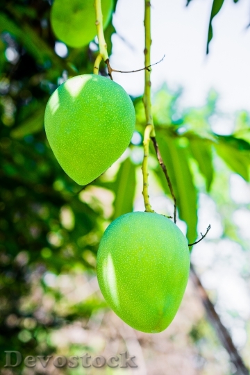 Devostock Mango Mango Tree Fruits 3