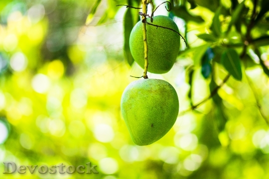 Devostock Mango Mango Tree Fruits