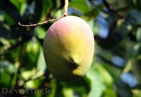 Devostock Mango Mango Tree Ripe 0