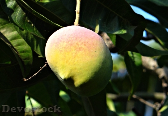 Devostock Mango Mango Tree Ripe