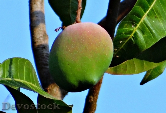 Devostock Mango Rosy Fruit Attractive 0