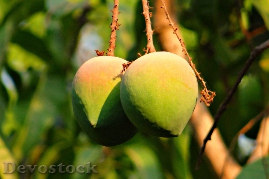 Devostock Mango Rosy Fruit Attractive