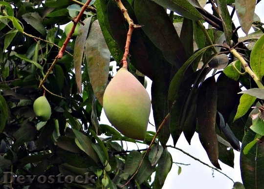 Devostock Mango Totapuri High Yield 0