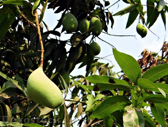 Devostock Mango Totapuri High Yield 1