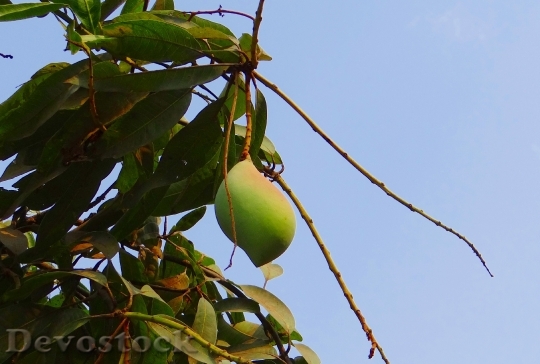 Devostock Mango Totapuri High Yield