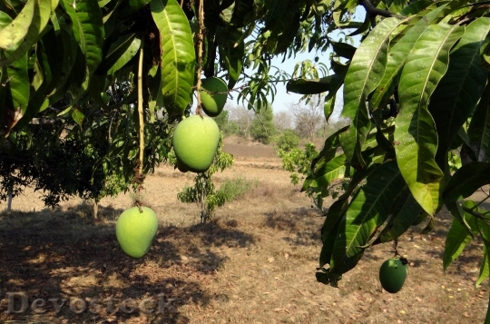Devostock Mango Tree Fruit Alphonso