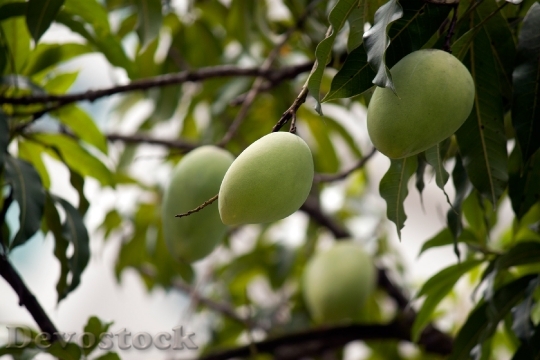 Devostock Mango Tree Green Fruits