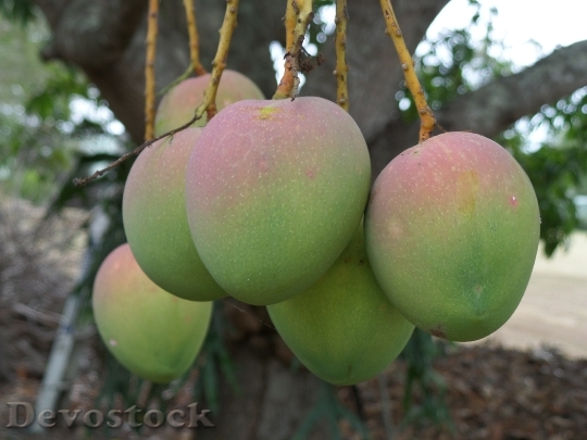 Devostock Mango Tropical Fruit Food
