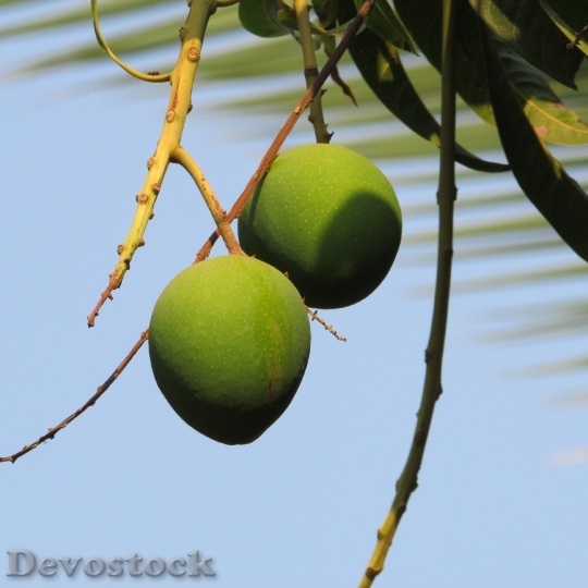 Devostock Mangos Mango Tree Fruits 0