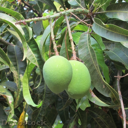 Devostock Mangos Mango Tree Fruits