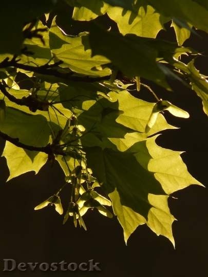 Devostock Maple Maple Leaf Leaf 2