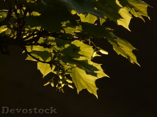 Devostock Maple Maple Leaf Leaf 3
