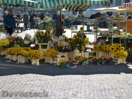 Devostock Market Sunflower Sale Vegetables
