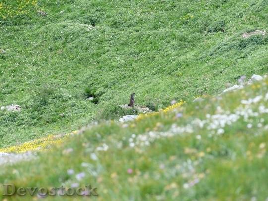 Devostock Marmot Alpine Marmot Marmota
