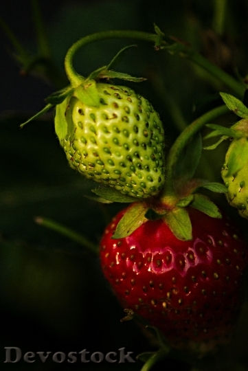 Devostock Mature Immature Strawberry 1606595
