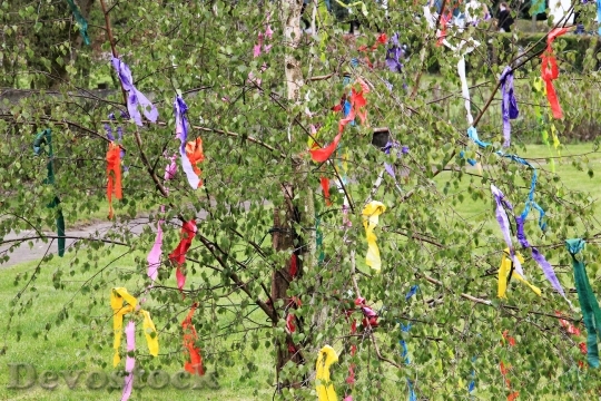 Devostock Maypole Decorated Birch Tradition
