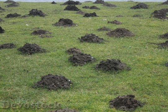 Devostock Meadow Molehills Beneficial Insects