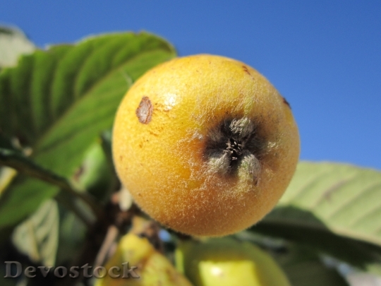 Devostock Medlar Close Fruit Fruits