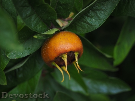 Devostock Medlar Fruit Mespilus Germanica