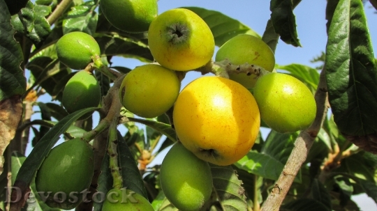 Devostock Medlar Fruit Tree Nespoli