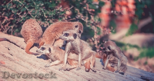 Devostock Meerkat Animals Zoo Desert