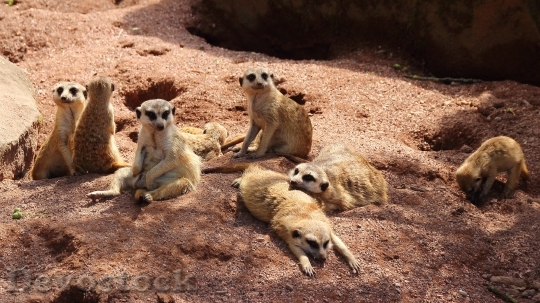 Devostock Meerkat Family Animals Cute