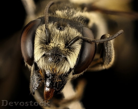Devostock Megachile Albitarsis F Face