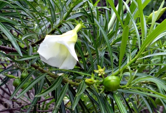 Devostock Mexican Oleander Thevetia Peruviana