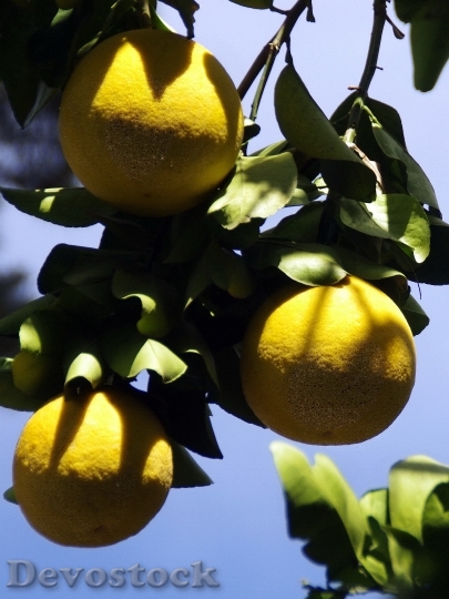 Devostock Mexico Grapefruit Yellow Fruit