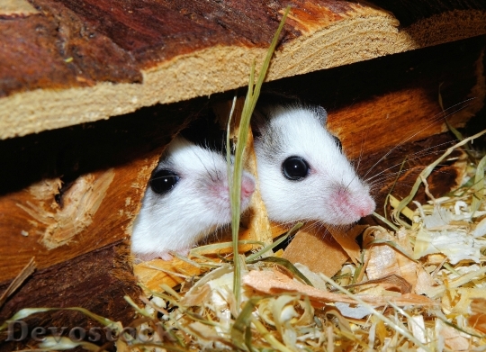 Devostock Mice Mastomys Rodents Society