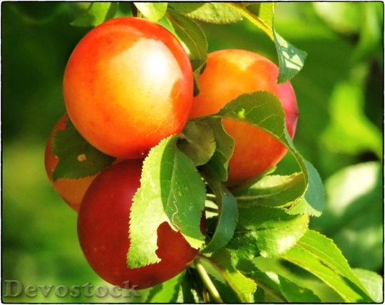 Devostock Mirabelle Fruit Wild Plum