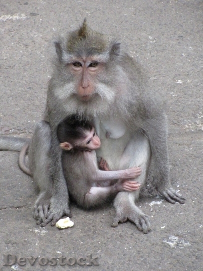 Devostock Monkey Baby Monkey Macaque