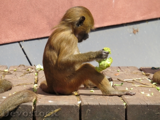 Devostock Monkey Barbary Ape Macaca