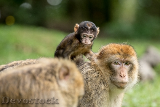 Devostock Monkey Barbary Ape Mammal 0