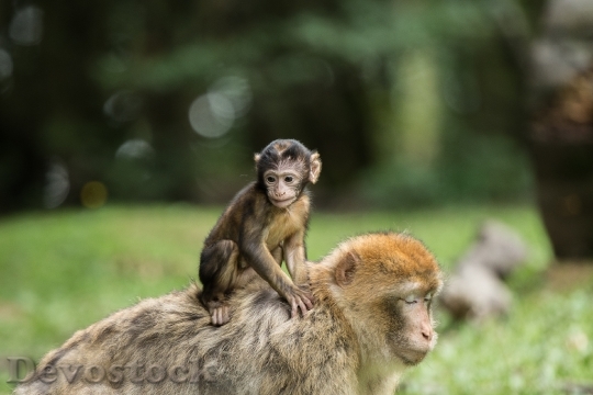 Devostock Monkey Barbary Ape Mammal 1