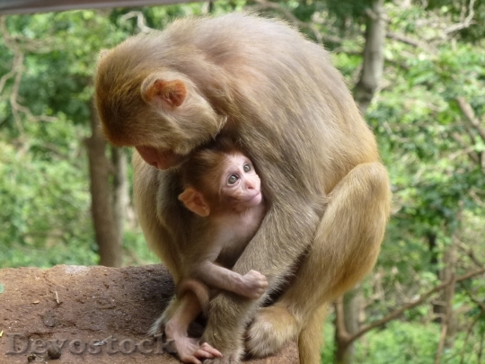 Devostock Monkey Family Animal Monkeys