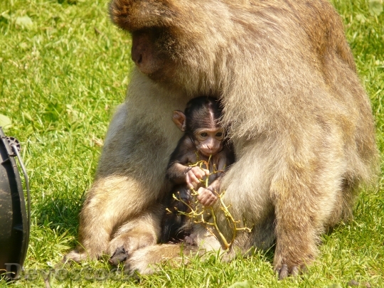 Devostock Monkey Family Monkey Baby
