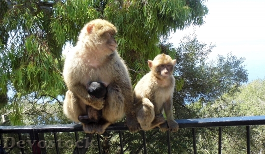 Devostock Monkey Gibraltar Animal Nature