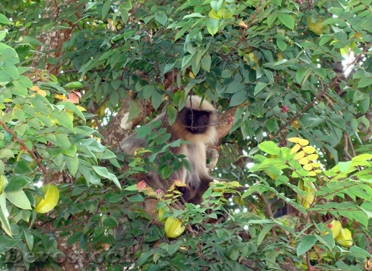 Devostock Monkey Hanuman Langur Animal