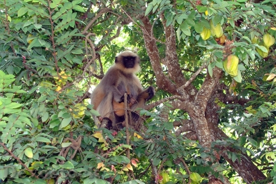 Devostock Monkey Hanuman Langur Semnopithecus 0
