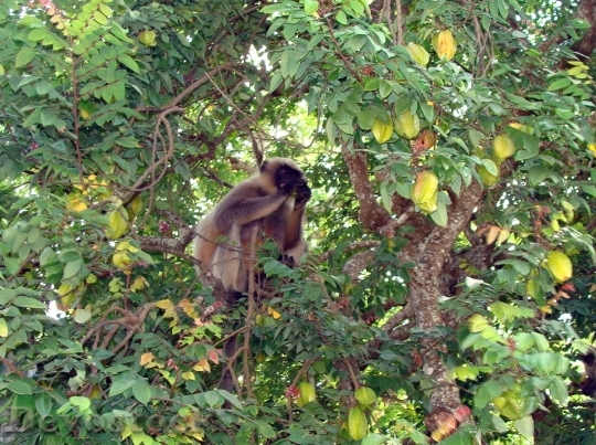 Devostock Monkey Hanuman Langur Semnopithecus