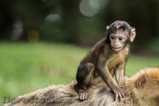 Devostock Monkey Monkey Baby Baby
