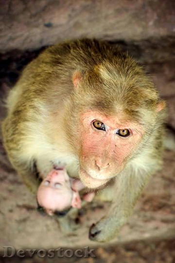 Devostock Monkey Mother Animal Nature