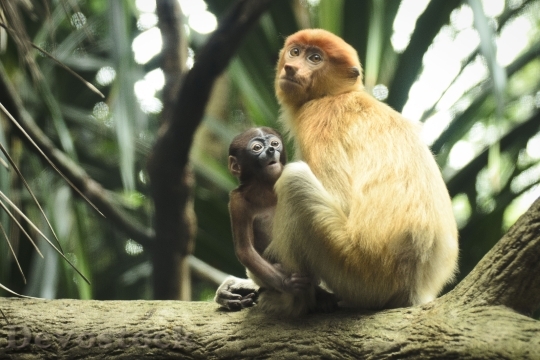 Devostock Monkey Mother Child Proboscis