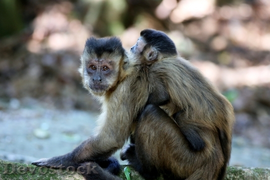 Devostock Monkey Nails Feeding Primate