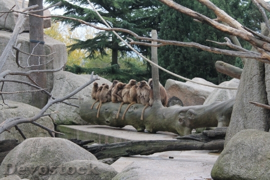 Devostock Monkey Tree Zoo Nature